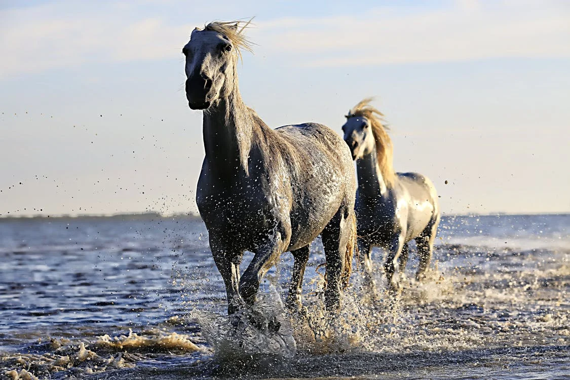Vous regardez des chevaux en train de courir