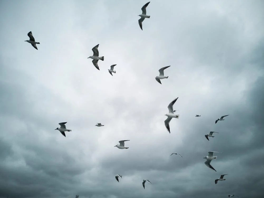 Vous regardez des mouettes voler au-dessus de votre tête