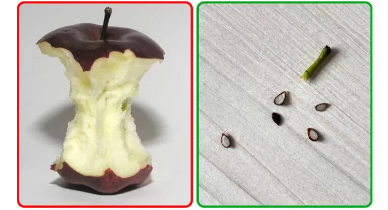 ne mangez pas le trognon des pommes