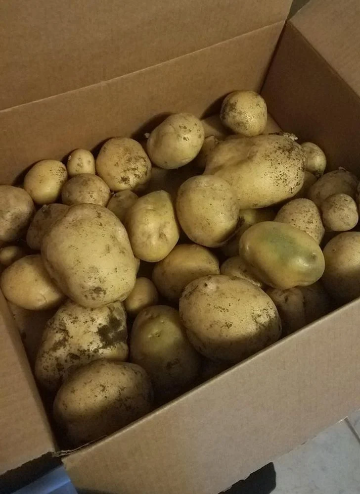 Pommes de terre