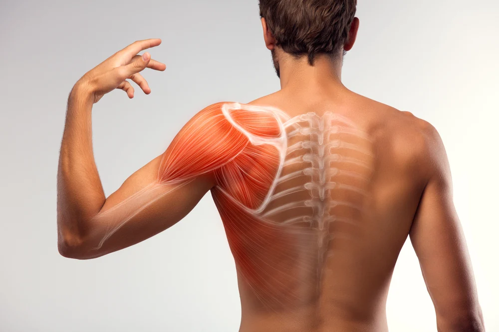 Renforcement des muscles