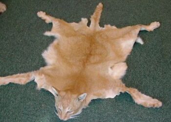 Des cadavres d’animaux de compagnie transformés en objets de déco, un trafic révélé sur Facebook