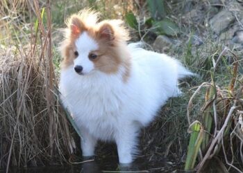 Sarthe: une meute de chasse à courre tue une chienne après avoir pénétré dans un jardin privé