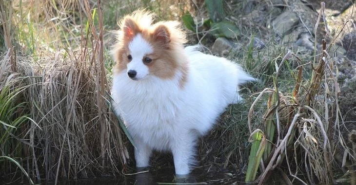 63c550590b1dec5aed39d993_spitz-nain-chiens-chasse-2023-2 63c550590b1dec5aed39d993_spitz-nain-chiens-chasse-2023-2