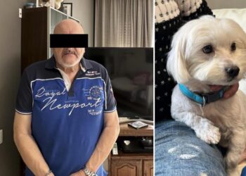 Belgique : il se fait offrir un chien pour combler sa solitude puis le tue quelques heures après