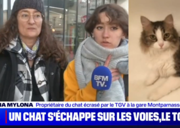 Paris: son chat est coupé en deux par un TGV, elle demande « justice » à la SNCF