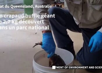 Australie : découverte d&rsquo;un crapaud buffle géant de 2,7 kg, probablement un record
