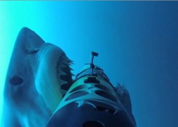 Des attaques de grand requin blanc filmées de très près par un robot 2 Des attaques de grand requin blanc filmées de très près par un robot Des attaques de grand requin blanc filmées de très près par un robot