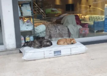 Un magasin de meubles offre un havre de paix aux chiens errants
