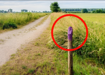 Si vous percevez un poteau de clôture violet sur la route, voici ce que cela veut dire