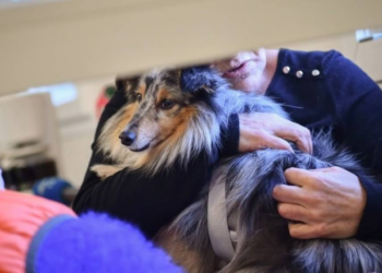 Arras : Une quinquagénaire et ses animaux de compagnie tués à l’arme blanche, son fils en garde à vue