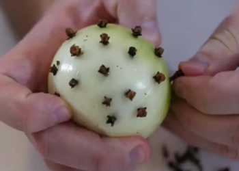 Pourquoi pique-t-on l’oignon avec des clous de girofle ?