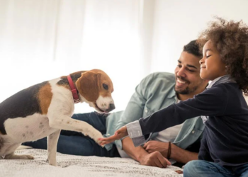 « Je suis comportementaliste canin et voici les 3 races de chiens que je déconseille d&rsquo;adopter »