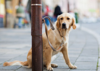 Il abandonne son chien de la plus terrible des manières, des habitants le découvrent dans un état catastrophique