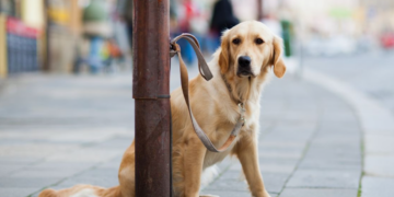 Il abandonne son chien de la plus terrible des manières, des habitants le découvrent dans un état catastrophique