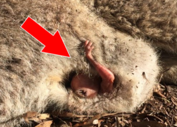 Elle fait la découverte d'un bébé kangourou dans la poche de sa mère décédée 9 Elle fait la découverte d'un bébé kangourou dans la poche de sa mère décédée Elle fait la découverte d’un bébé kangourou dans la poche de sa mère décédée