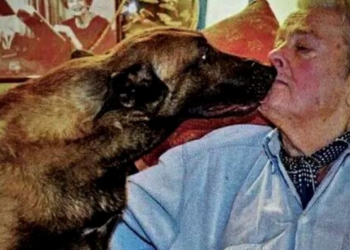 Obsèques d’Alain Delon : l’attitude déchirante de Loubo, son "chien de fin de vie" 5 Obsèques d’Alain Delon : l’attitude déchirante de Loubo, son "chien de fin de vie" Obsèques d’Alain Delon : l’attitude déchirante de Loubo, son « chien de fin de vie »