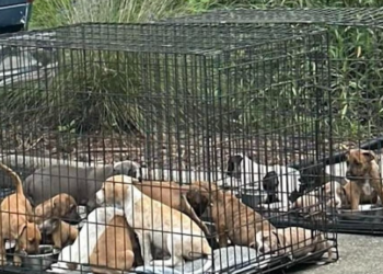 Des refuges se mobilisent pour sauver 16 chiots malades et blessés abandonnés dans des cages sur le parking d’un magasin