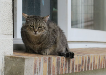 « On ne l’avait jamais revu » : un chat retrouvé vivant dans l’Ain… 11 ans après sa disparition 7 « On ne l’avait jamais revu » : un chat retrouvé vivant dans l’Ain… 11 ans après sa disparition « On ne l’avait jamais revu » : un chat retrouvé vivant dans l’Ain… 11 ans après sa disparition