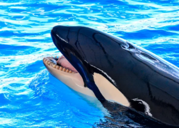 Après Marineland, ce grand parc animalier européen renonce aux spectacles de dauphins 16 Après Marineland, ce grand parc animalier européen renonce aux spectacles de dauphins Après Marineland, ce grand parc animalier européen renonce aux spectacles de dauphins