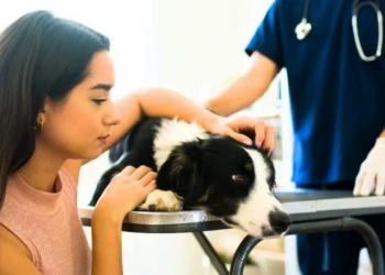 Cette phrase à ne surtout pas prononcer si vous devez faire vos adieux à votre animal de compagnie, selon un vétérinaire