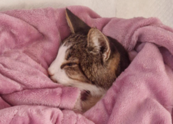 « D’émotions, il a déclenché une crise d’épilepsie » : un chat retrouvé 15 ans après meurt dans les bras de ses propriétaires