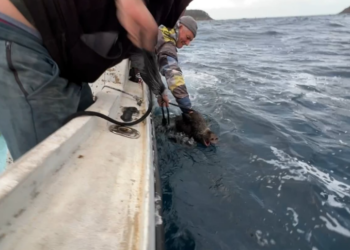 Les images du sauvetage d'un sanglier en mer par deux pêcheurs au large de La Ciotat 13 Les images du sauvetage d'un sanglier en mer par deux pêcheurs au large de La Ciotat Les images du sauvetage d’un sanglier en mer par deux pêcheurs au large de La Ciotat