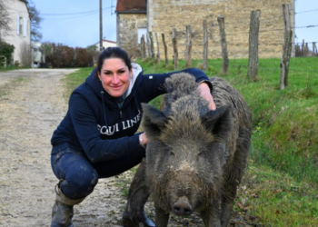 Aude: le sanglier Rillette finalement autorisé à rester chez sa propriétaire
