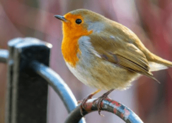 Si un rouge-gorge s’arrête dans votre jardin, il délivre un heureux présage que vous ne devez pas ignorer 15 Si un rouge-gorge s’arrête dans votre jardin, il délivre un heureux présage que vous ne devez pas ignorer Si un rouge-gorge s’arrête dans votre jardin, il délivre un heureux présage que vous ne devez pas ignorer