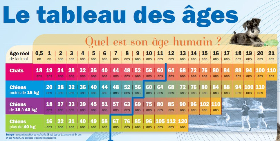 Capture decran 2025 02 11 195424 chien