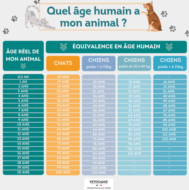 Capture decran 2025 02 11 195517 chien