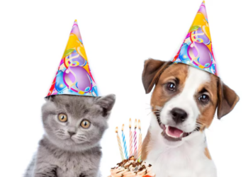 Comment convertir l’âge de mon chat ou de mon chien en années humaines ? 8 Comment convertir l’âge de mon chat ou de mon chien en années humaines ? Comment convertir l’âge de mon chat ou de mon chien en années humaines ?