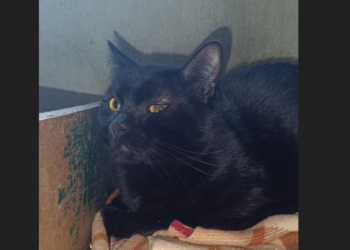 Près de Reims, deux chats jetés vivants d’une voiture en marche 11 Près de Reims, deux chats jetés vivants d’une voiture en marche Près de Reims, deux chats jetés vivants d’une voiture en marche