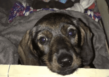 « J&rsquo;ai hurlé » : sous ses yeux, sa chienne se fait éc*aser par un chauffard qui prend la fuite