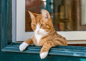 Chat : 10 signes qui prouvent qu’il est heureux ! 3 Chat : 10 signes qui prouvent qu’il est heureux ! Chat : 10 signes qui prouvent qu’il est heureux !