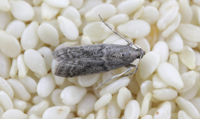 Capture decran 2025 02 17 160054 Mites