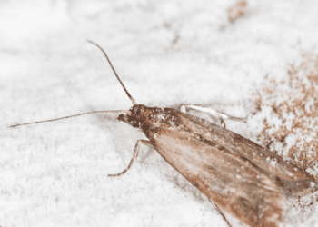 Mites alimentaires : 3 astuces naturelles à connaître pour éviter l'invasion chez vous 2 Mites alimentaires : 3 astuces naturelles à connaître pour éviter l'invasion chez vous Mites alimentaires : 3 astuces naturelles à connaître pour éviter l’invasion chez vous