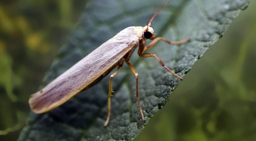 Capture decran 2025 02 17 160137 Mites