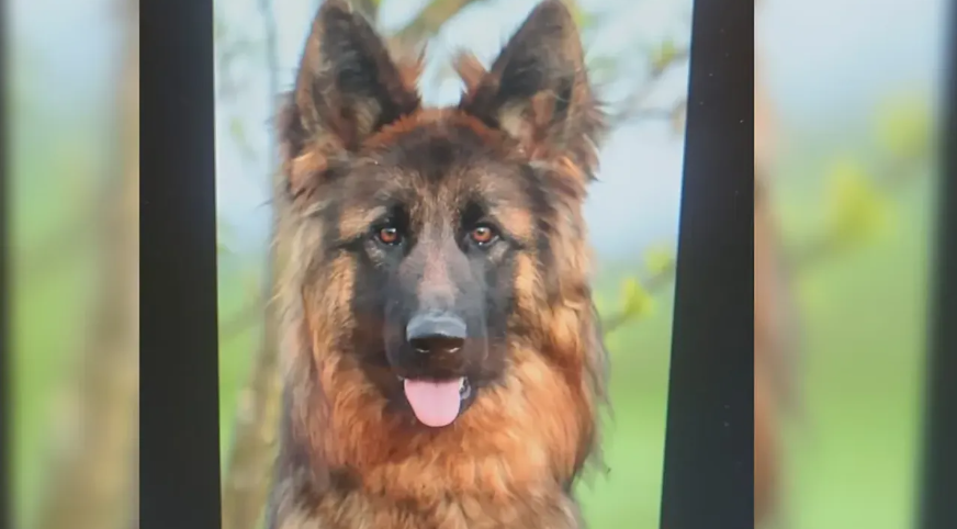 Capture decran 2025 02 27 173001 chien