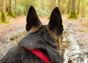 Salon de l’agriculture : Son chien de race a été volé, l’éleveur lance un appel à l’aide