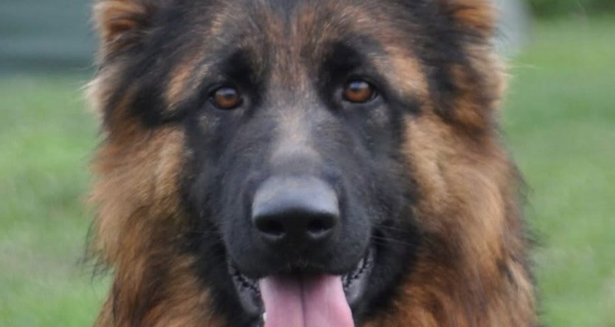 Capture decran 2025 02 27 173019 chien
