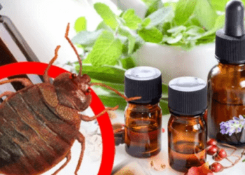 Comment éliminer les punaises de lit naturellement de la maison ?