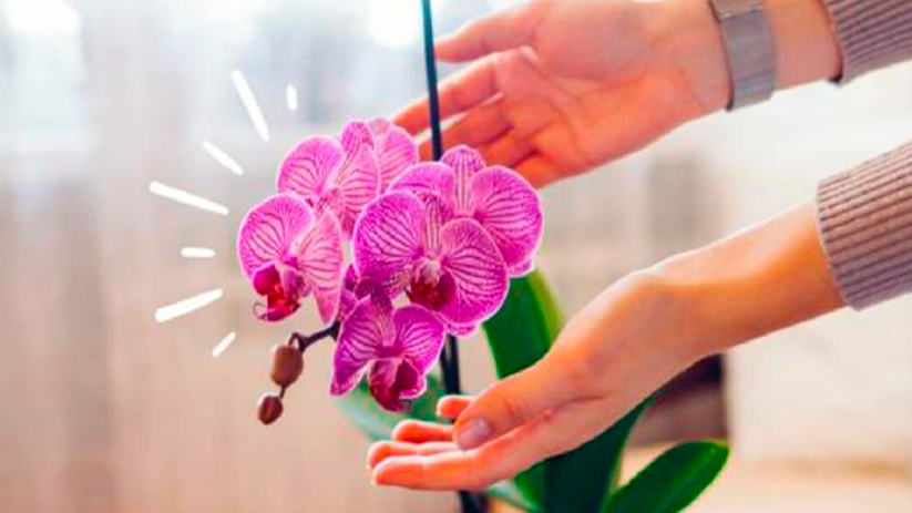Capture decran 2025 03 06 152348 fleurs