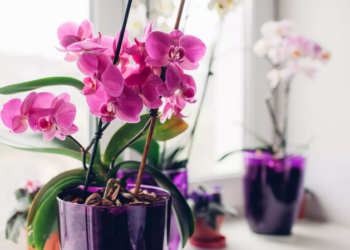 Vos orchidées déborderont de fleurs si elles sont arrosées avec cet ingrédient de cuisine une fois par mois