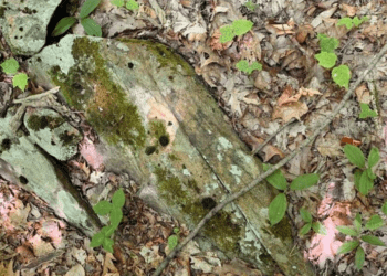 Seuls les personnes aux yeux perçants peuvent détecter le serpent dans la photo. 8 Seuls les personnes aux yeux perçants peuvent détecter le serpent dans la photo. Seuls les personnes aux yeux perçants peuvent détecter le serpent dans la photo.