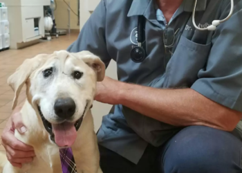 Ce chien nommé Beaux Tox a été abandonné à cause de son visage déformé