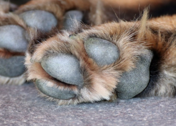 Il lui manque un document pour voyager avec son chien, elle le noie dans les WC de l’aéroport