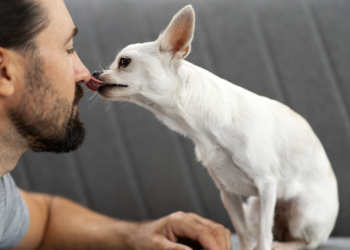 Un homme meurt après avoir été léché par son chien