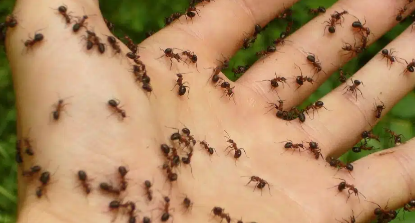 Capture decran 2025 04 03 230942 fourmis
