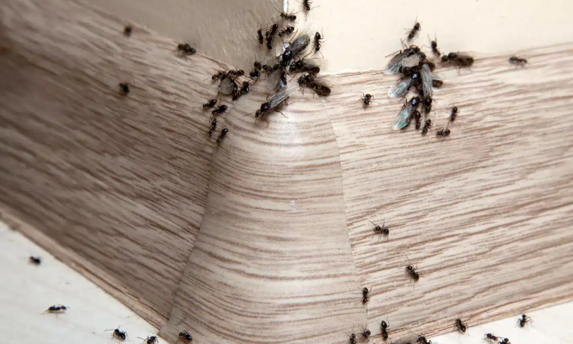 Capture decran 2025 04 03 230951 fourmis